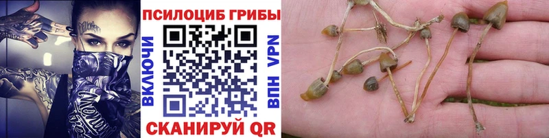купить   Ясногорск  Галлюциногенные грибы Magic Shrooms 